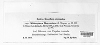 Melampsora magnusiana image